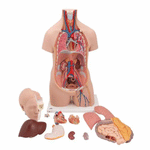 Tors anatomic uman, 12 componente