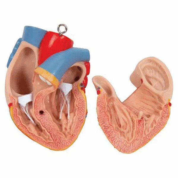 Tors anatomic uman, 12 componente