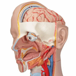 Tors anatomic uman, 16 componente