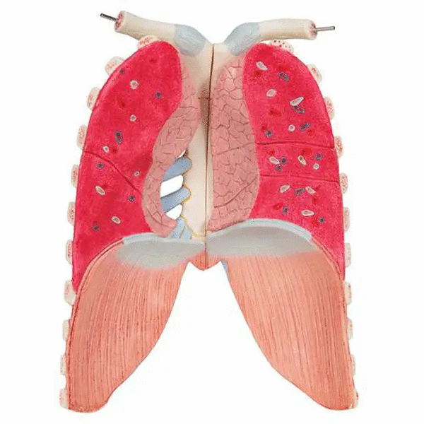 Tors anatomic uman, 16 componente