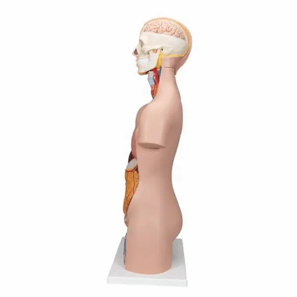 Tors anatomic uman, 12 componente