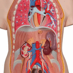 Tors anatomic uman, 12 componente