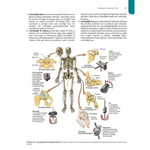 Anatomie Clinica, Fundamente si Aplicatii
