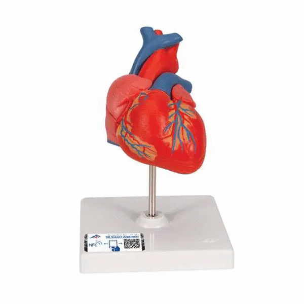 Model anatomic inima umana, 2 componente