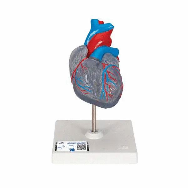 Model clasic de inima umana cu sistem de conducere, 2 componente