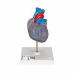 Model clasic de inima umana cu sistem de conducere, 2 componente