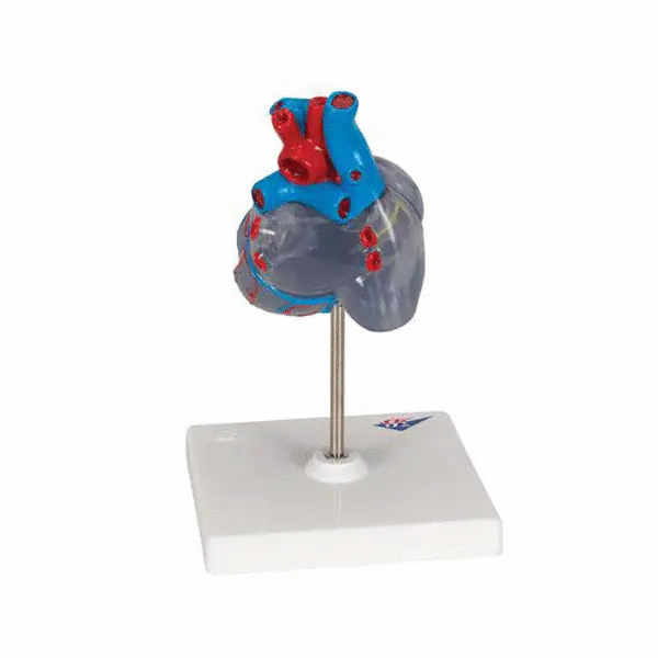 Model clasic de inima umana cu sistem de conducere, 2 componente