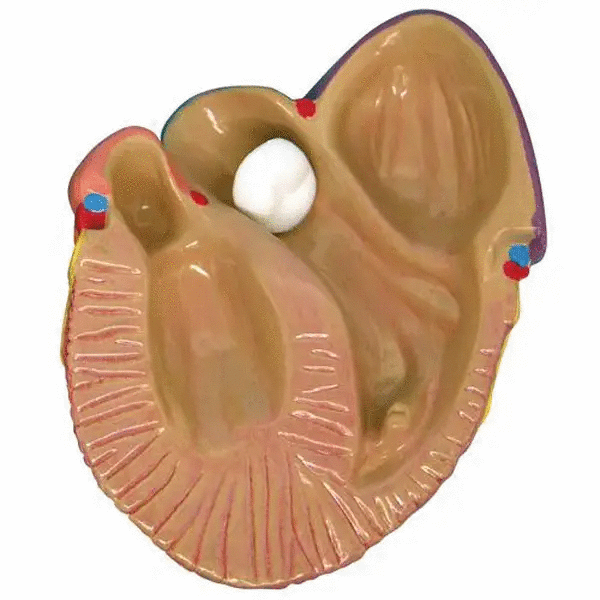 Set 3 mini modele inima umana