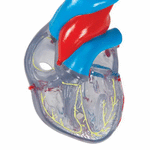 Model clasic de inima umana cu sistem de conducere, 2 componente