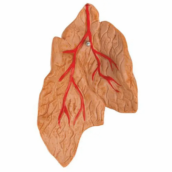 Model anatomic inima umana si glanda timus, 3 componente