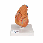 Model anatomic inima umana si glanda timus, 3 componente