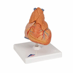 Model anatomic inima umana si glanda timus, 3 componente
