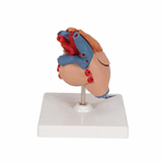 Model anatomic inima umana si glanda timus, 3 componente