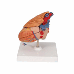 Model anatomic inima umana si glanda timus, 3 componente