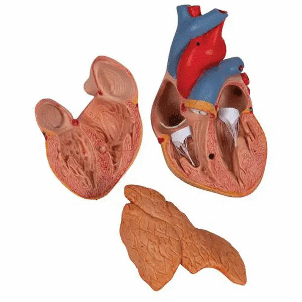 Model anatomic inima umana si glanda timus, 3 componente