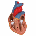 Model anatomic inima umana si glanda timus, 3 componente