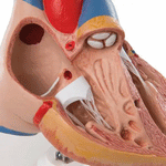 Model anatomic inima umana si glanda timus, 3 componente