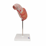 Model anatomic stomac uman, 2 componente